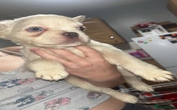 French Bulldog dogs for sale: Fluffy Frenchbulldogs  - Image 6