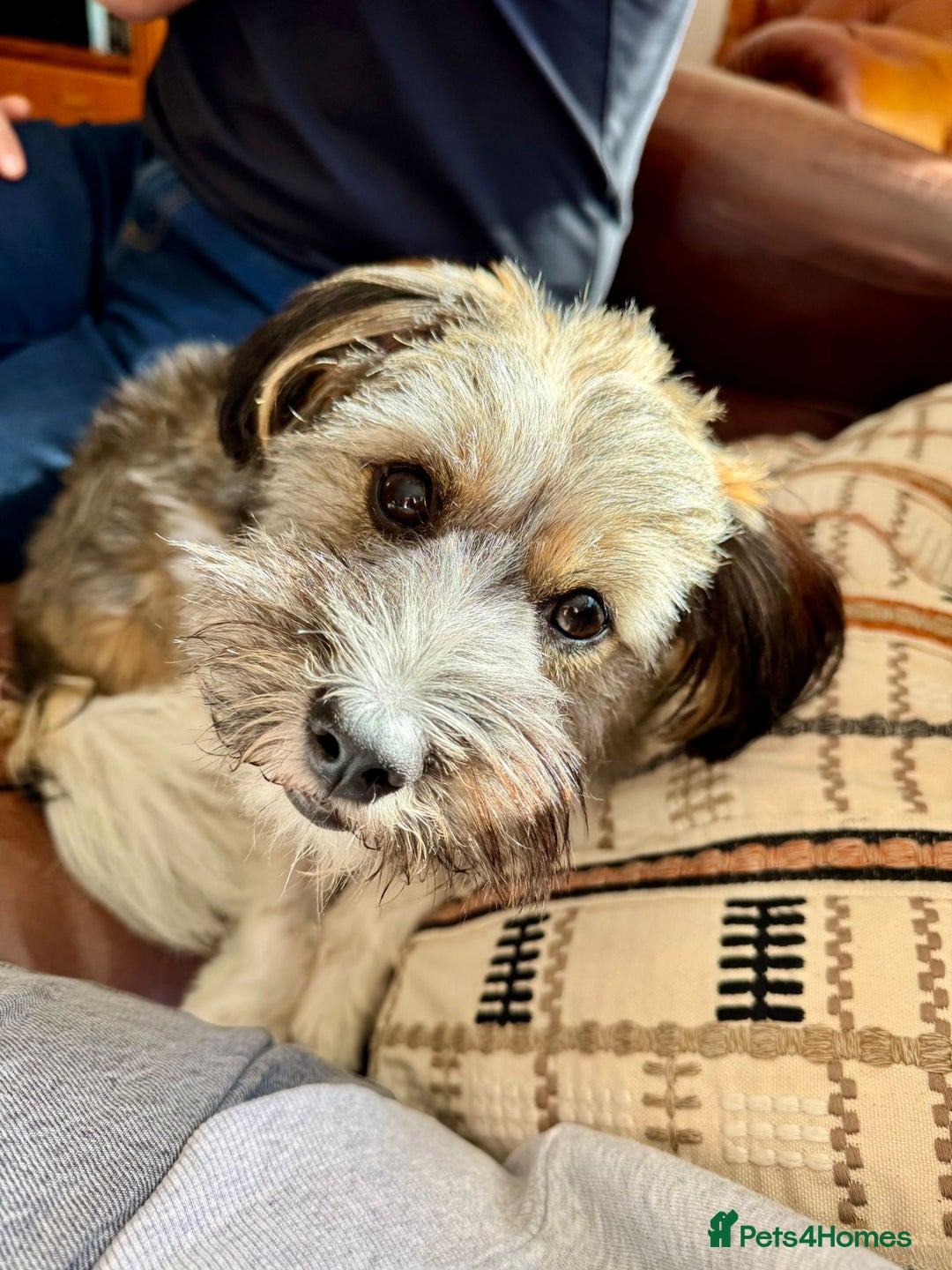 Mixed Breed dogs for adoption: Pepito  - Image 7