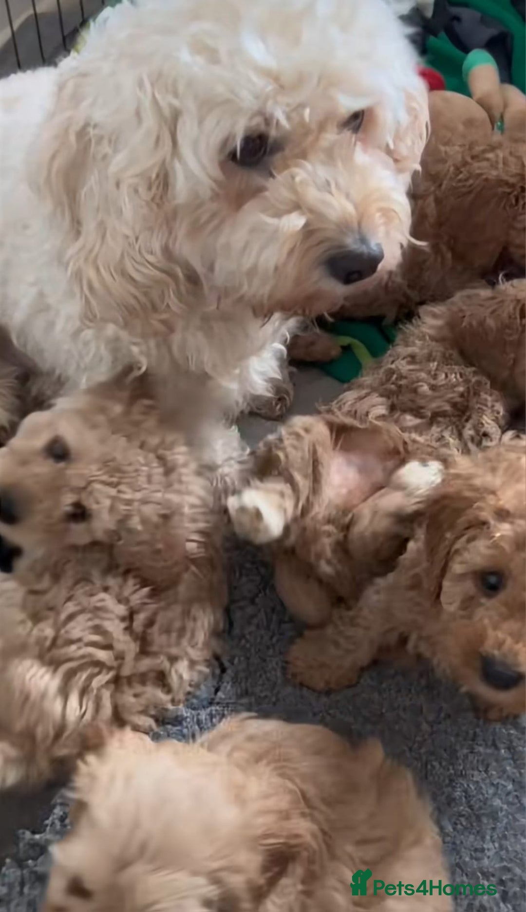 Cavapoo dogs for sale: Cavapoo puppies  - Advert 9