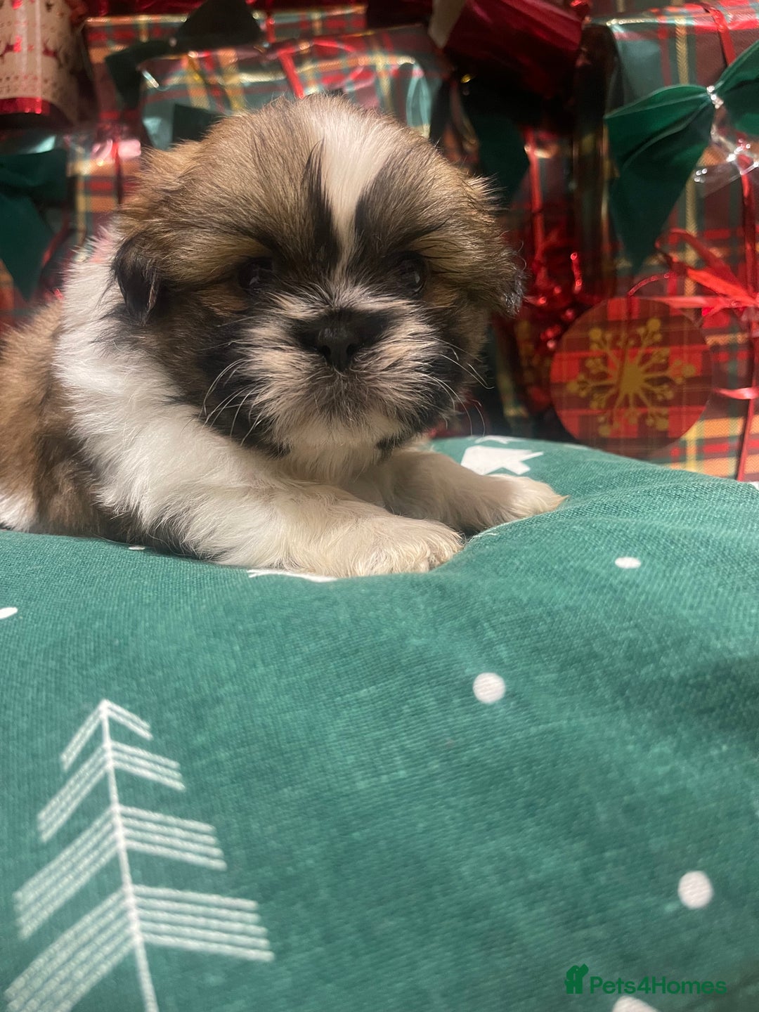 Shih Tzu dogs for sale: Shih tzu  puppies  - Advert 16