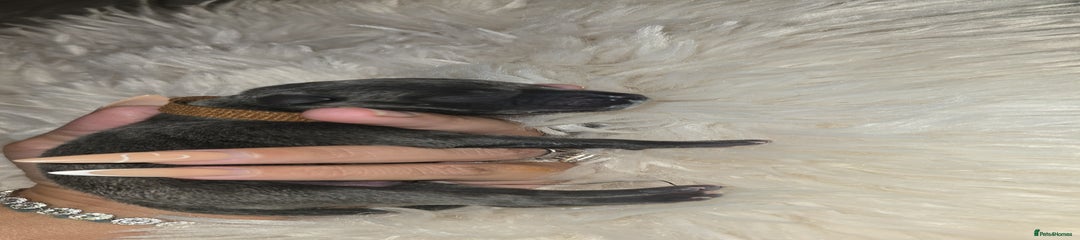 Staffordshire Bull Terrier Puppy 3