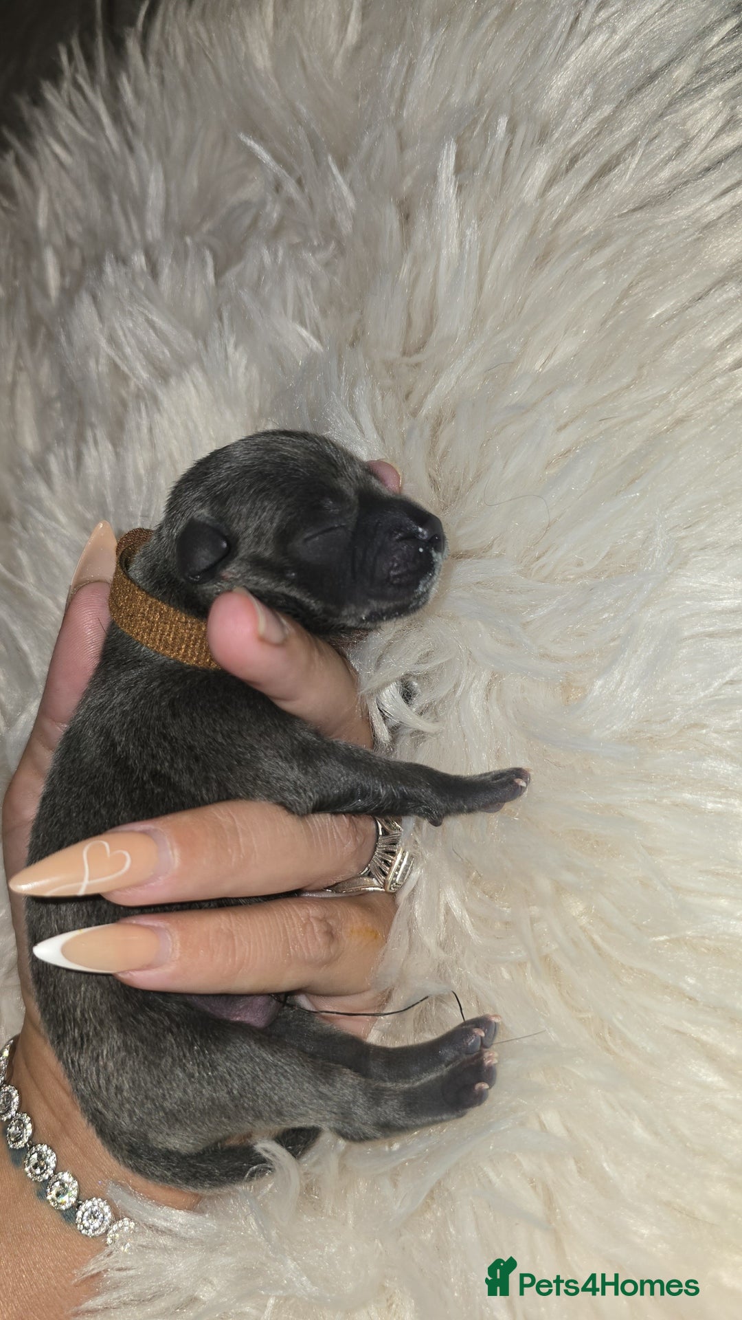 Staffordshire Bull Terrier dogs for sale: Puppies - Image 6