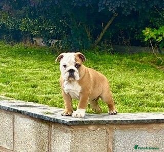 English Bulldog dogs PRICE REDUCED! TRADITIONAL KC Bulldog Pup CHAMP LN - Advert 2