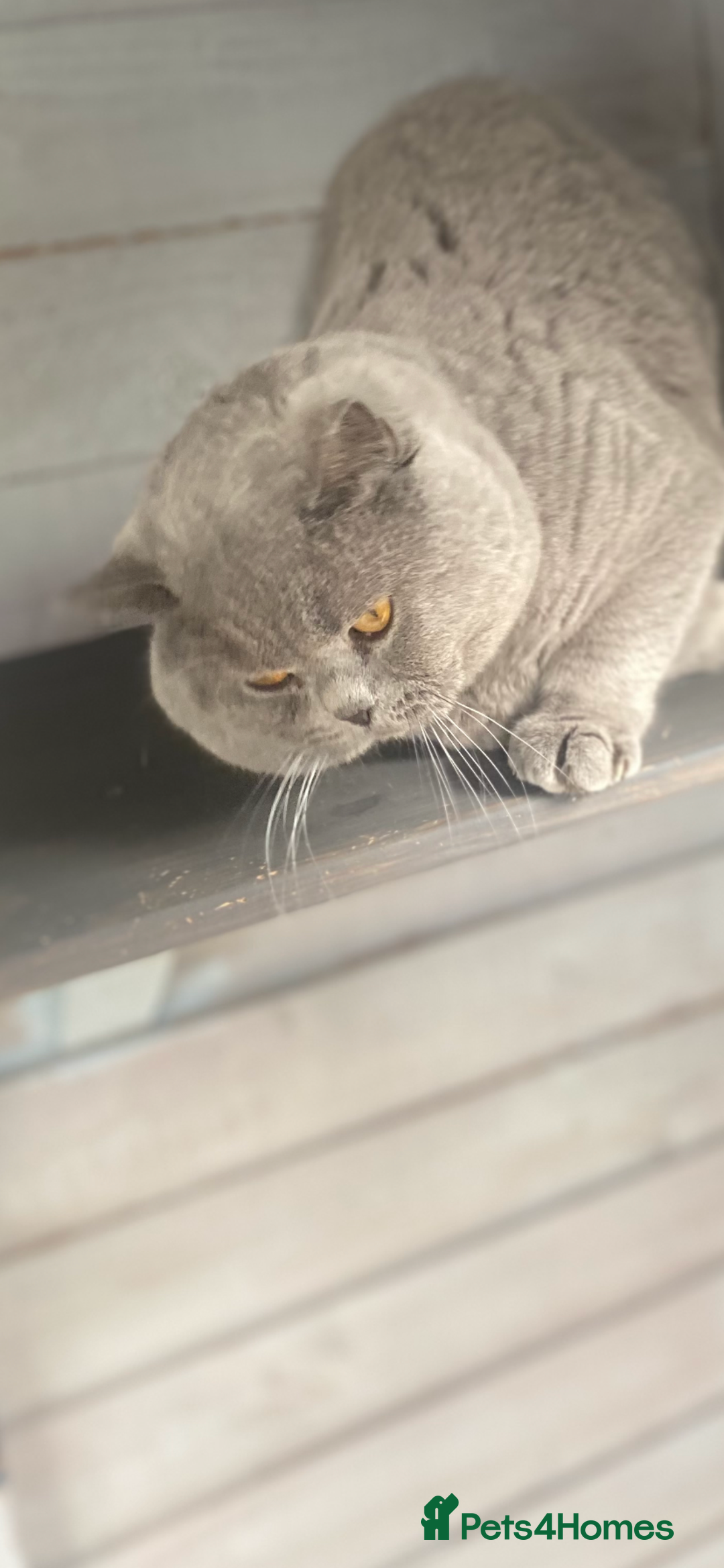 British Shorthair cats for stud: 💙 Blue Fawn Cinnamon STUD EAST MIDLANDS 💙 in Derby - Advert 3