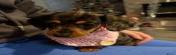 Miniature Dachshund dogs for sale: silver dapple dachound miniature girl  - Advert 2
