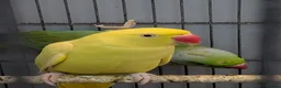 Ringnecks birds for sale: Ringneck Breeding Pair Available | DNA Tested  in Welshpool - Advert 1