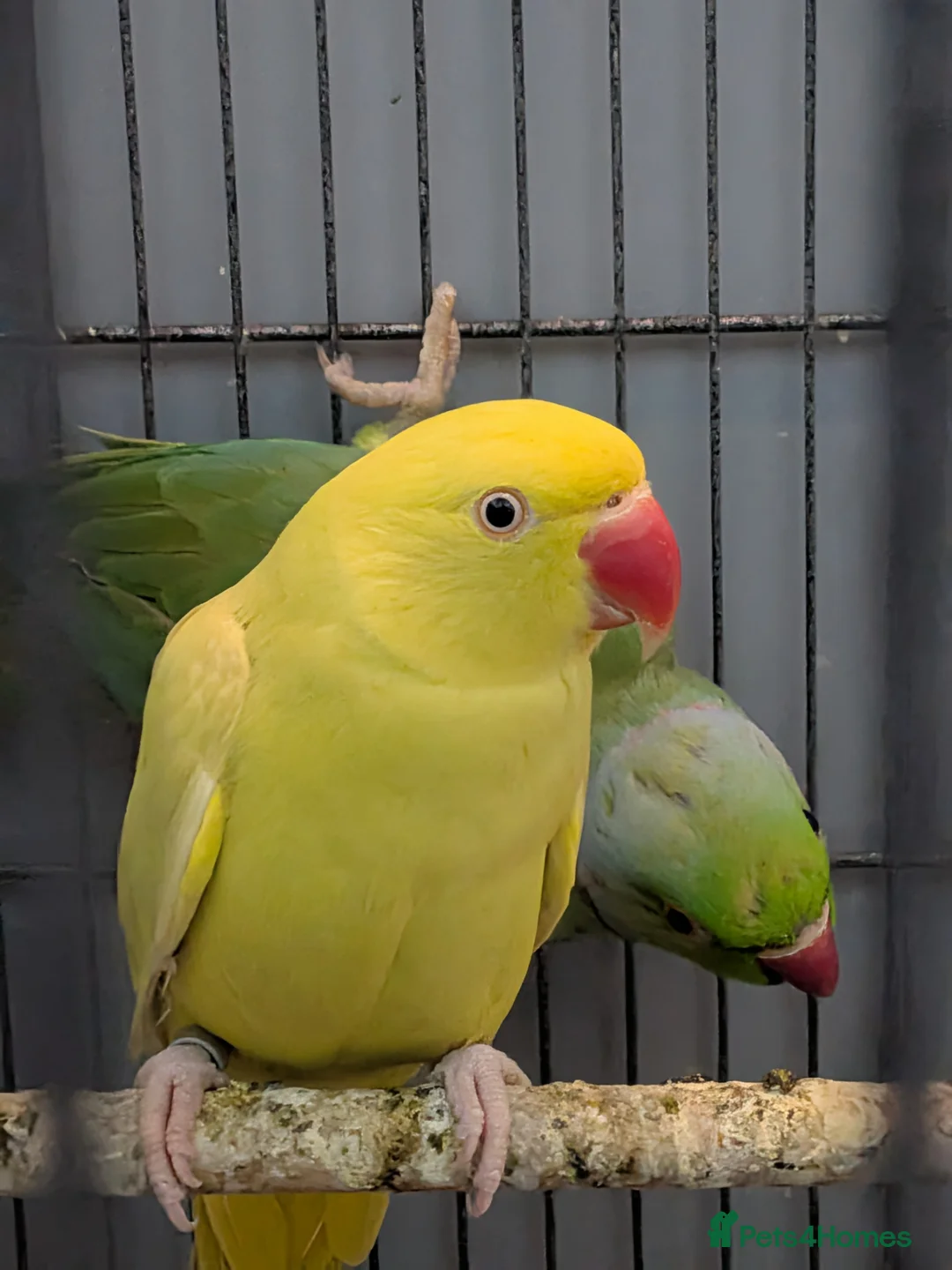 Ringnecks birds for sale: Ringneck Breeding Pair Available | DNA Tested  in Welshpool - Advert 1