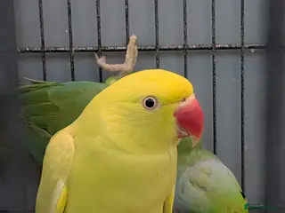 Ringnecks birds for sale: Ringneck Breeding Pair Available | DNA Tested - Advert 1