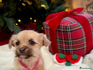 Jack Russell dogs Much Wenlock Jack Russell Pups - Advert 1