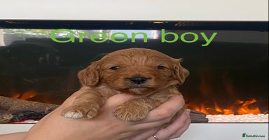Cavapoo dogs - Advert 1