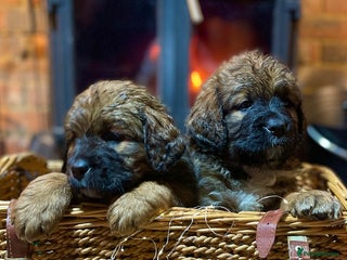 Bernese Mountain Dog dogs Beautiful Bernedoodle babies - Advert 1