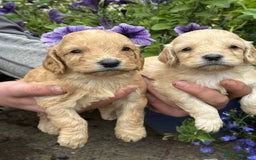 Cockapoo dogs for sale: Stunning F1 Cockapoos - Image 5