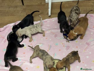 Mixed Breed dogs Beautiful pups - Advert 4