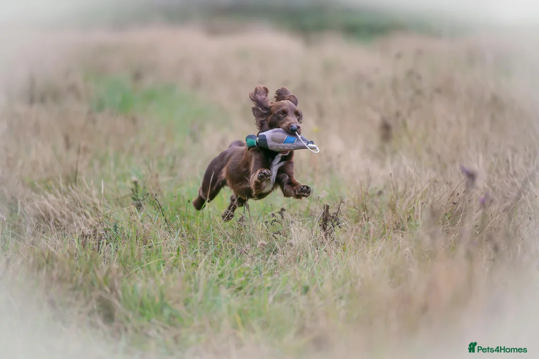 Cocker Spaniel dogs for stud: Cocker spaniel for stud extensively health tested  in Shrewsbury - Advert 30