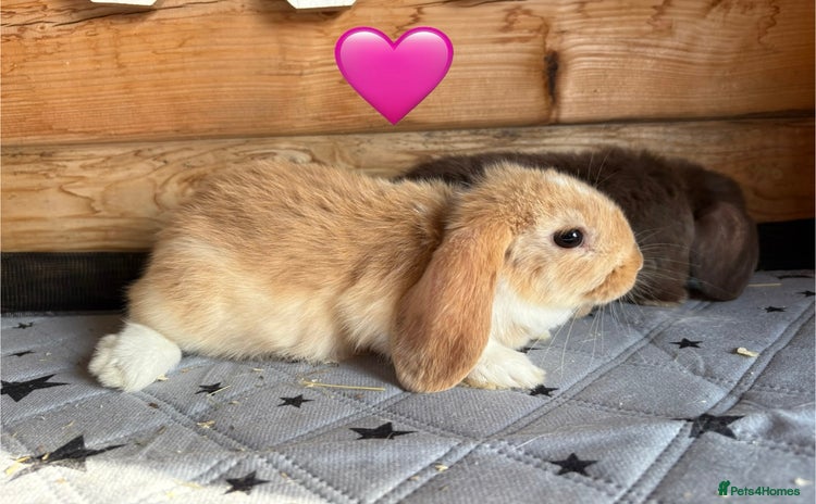 Mini Lop rabbits - Advert 6