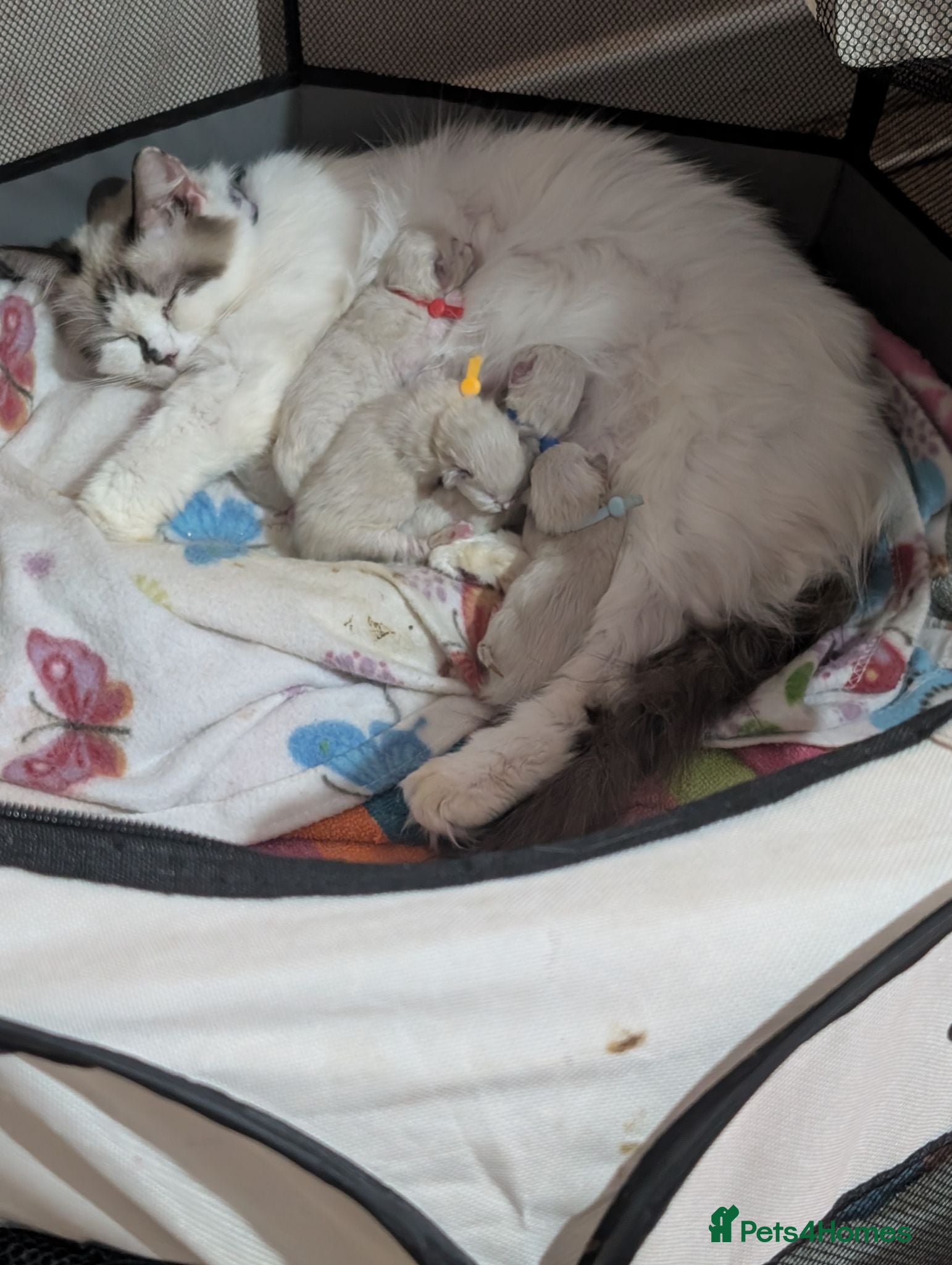 Ragdoll cats 5 beautiful ragdoll kittens  - Advert 17