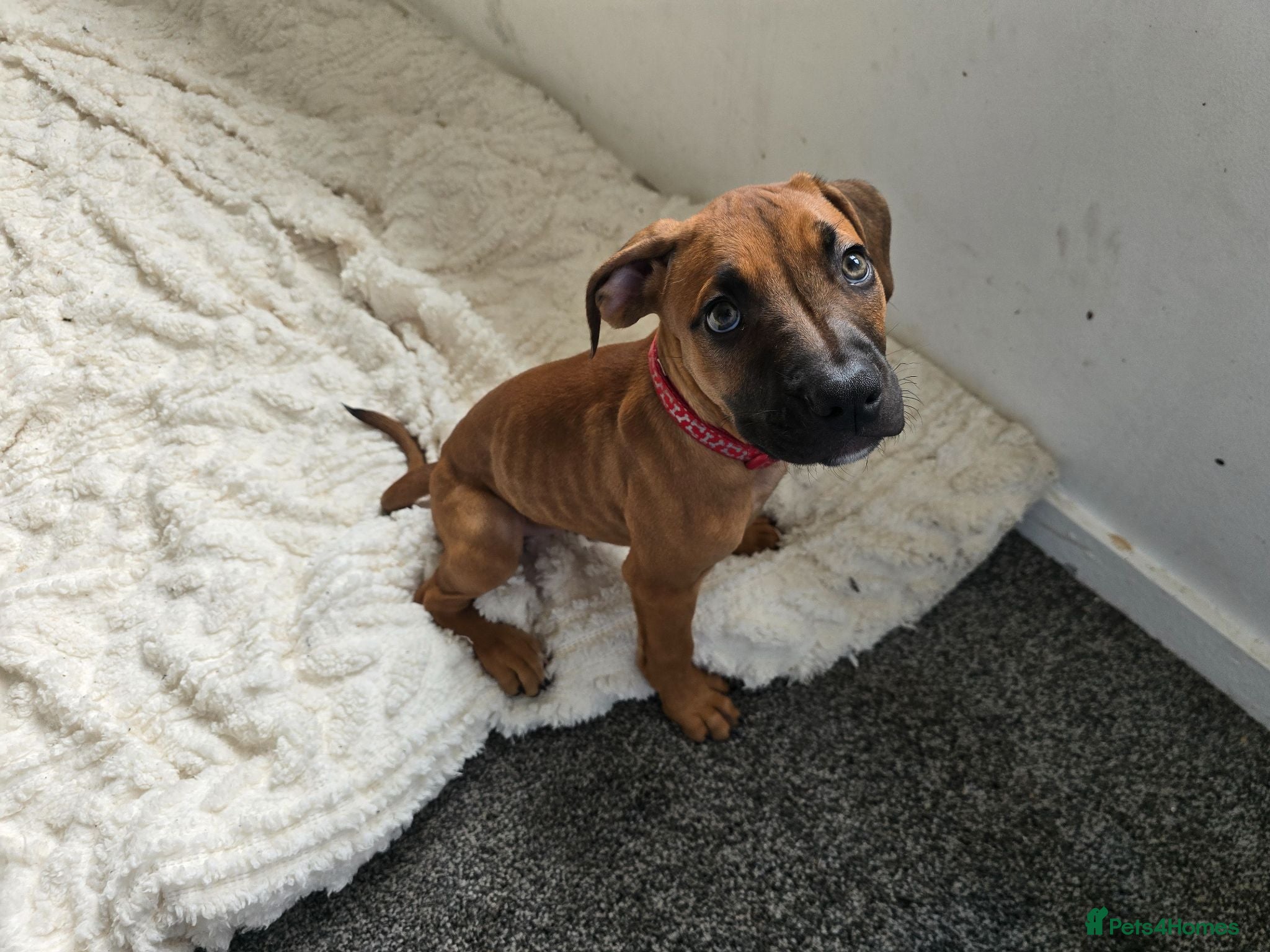 Mixed Breed dogs Ridgeback/American terrier/ english bulldog mix  - Advert 1