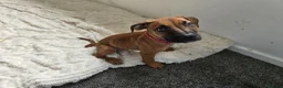 Mixed Breed dogs for sale: Ridgeback/American terrier/ english bulldog mix  in Coventry - Advert 1