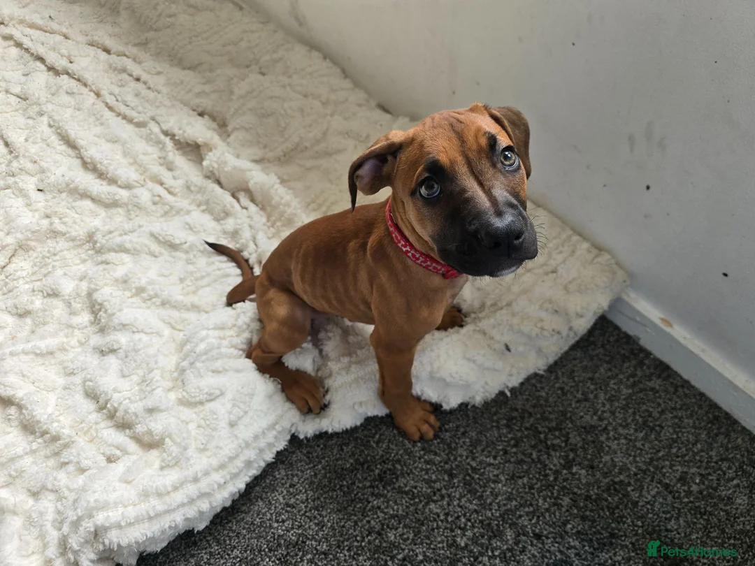Mixed Breed dogs for sale: Ridgeback/American terrier/ english bulldog mix  in Coventry - Advert 1