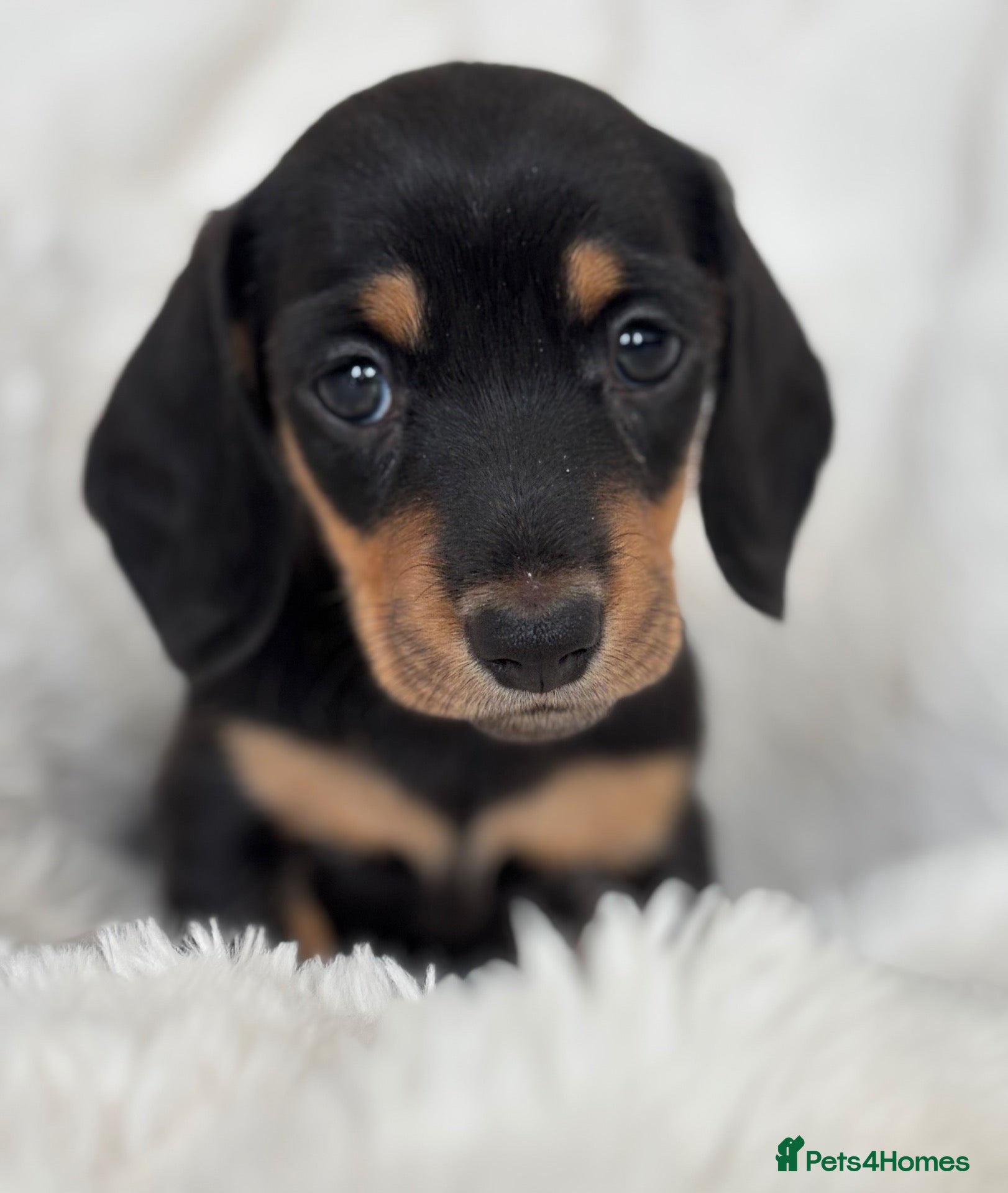 Miniature Dachshund dogs Miniature smooth coated Dacshund’s  - Advert 1