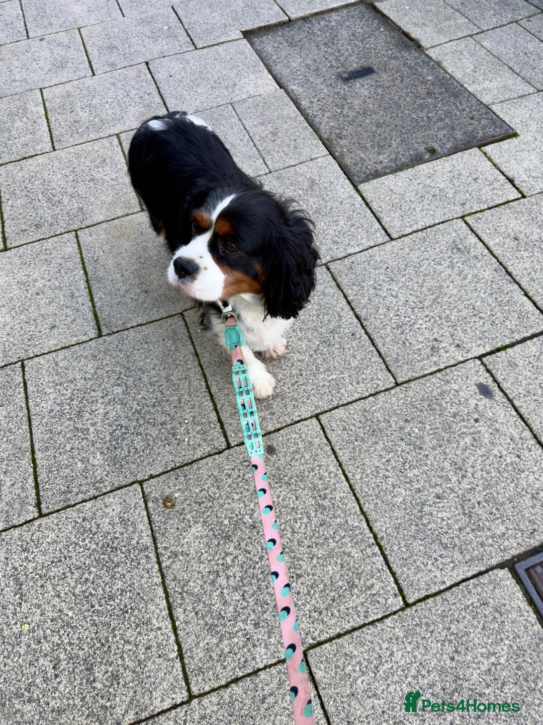 Cavalier King Charles Spaniel dogs for sale: lovely girls available - Advert 8