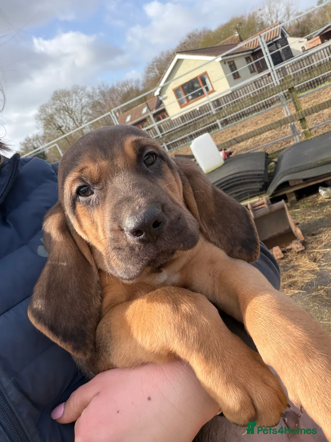 Bloodhound dogs for sale: Bloodhound puppies  - Advert 9