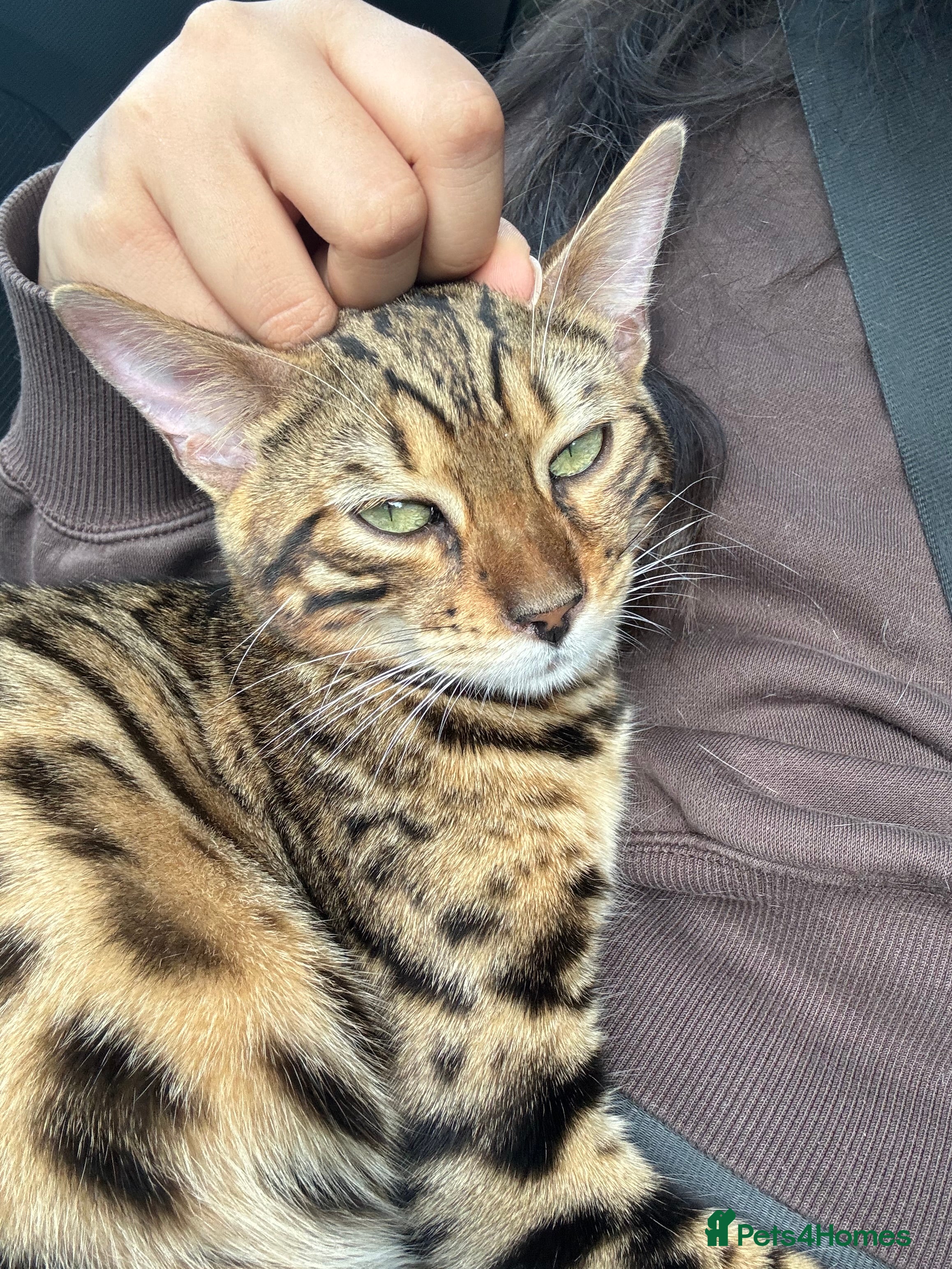 Bengal cats Meet Chai😸🤎 - Advert 6