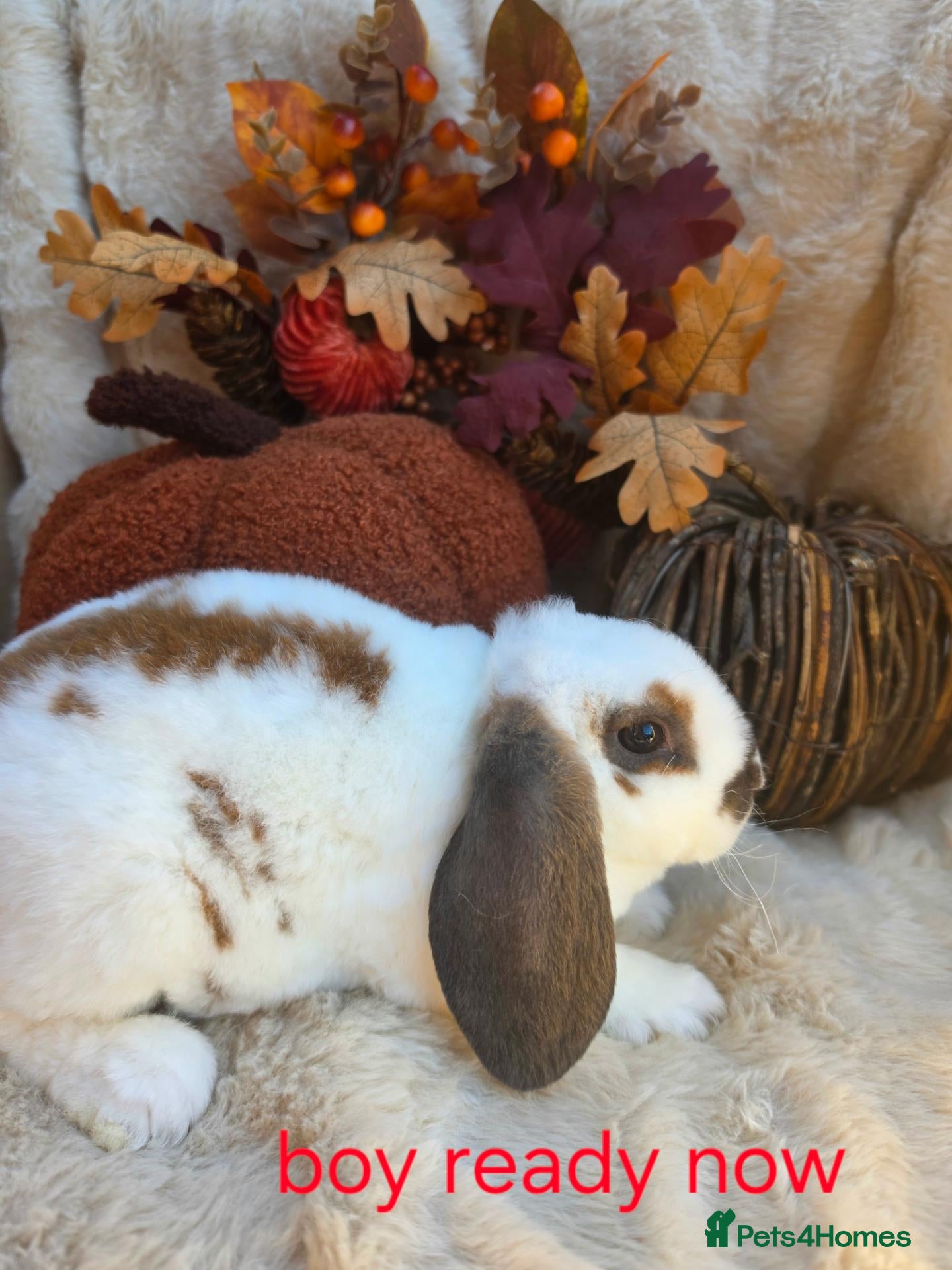 Mini Lop rabbits Gorgeous mini plush lops - Advert 1