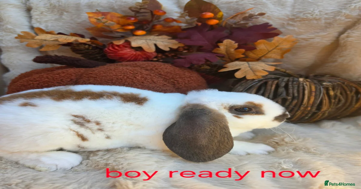 Rabbits for Sale for sale in Surrey | Pets4Homes