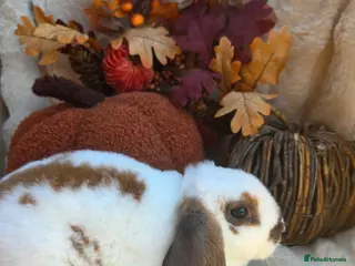 Mini Lop rabbits Gorgeous mini plush lops - Advert 1