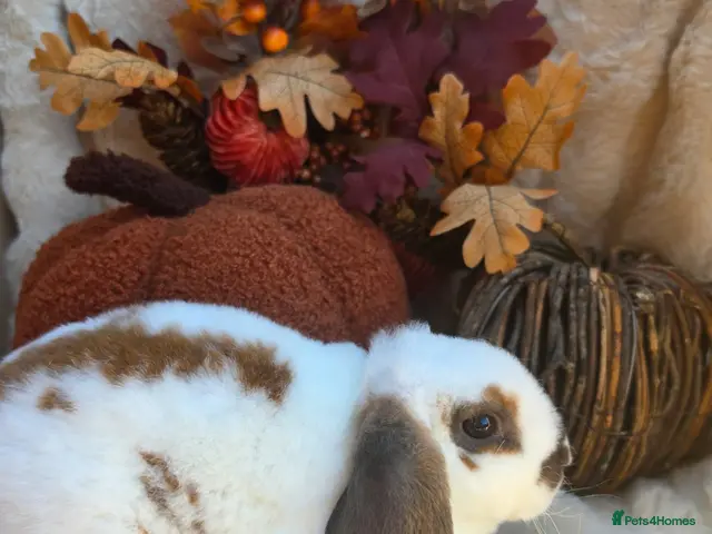 Mini Lop rabbits Gorgeous mini plush lops - Advert 1
