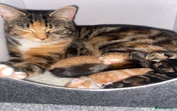 Mixed Breed cats for sale: cute kitten fast rehoming  (free) - Image 6
