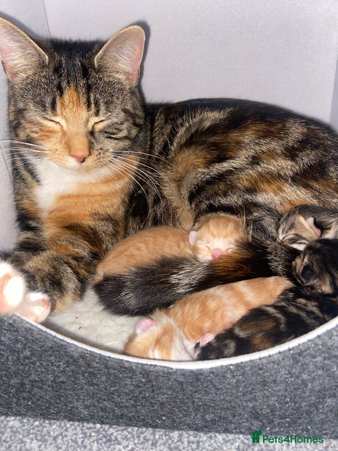 Mixed Breed cats for sale: cute kitten fast rehoming  (free) - Image 6