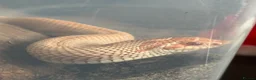 Python Snake reptiles for sale: purple line, extreme red, albino, hognose snake - Advert 5