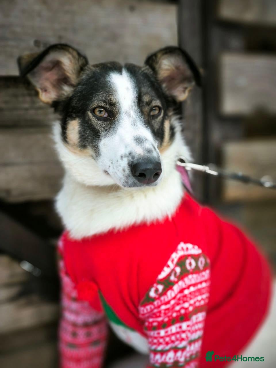 Mixed Breed dogs ❤️JULIA❤️ 1yo medium Playful • Clever • Social - Advert 1