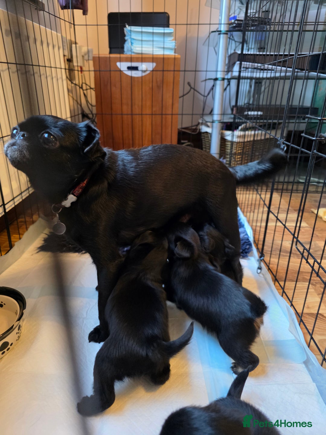 Griffon Bruxellois dogs for sale: KC Registered Rough Brussels Griffon  - Advert 1