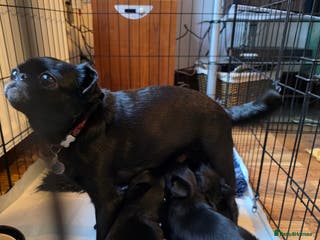 Griffon Bruxellois dogs KC Registered Brussels Griffon - Advert 2