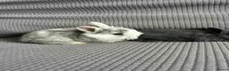 Mixed Breed rabbits for sale: Wonderful little rabbits  - Advert 2