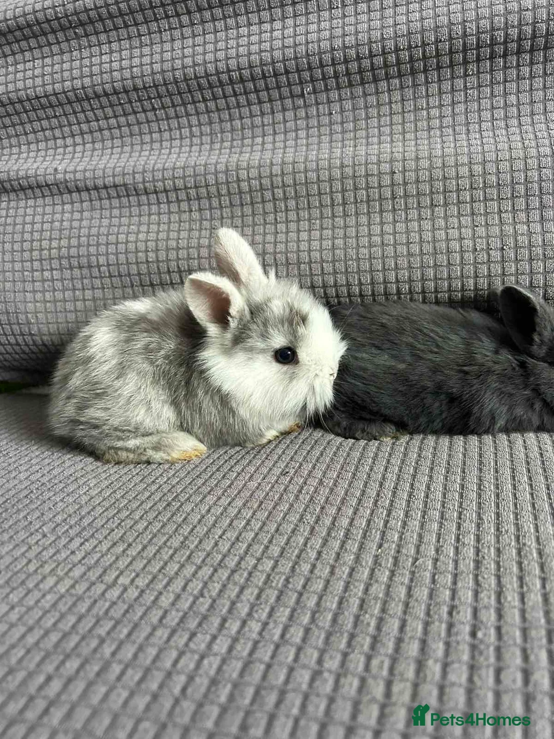 Mixed Breed rabbits for sale: Wonderful little rabbits  - Advert 2