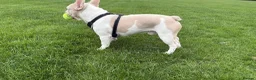 French Bulldog dogs for sale: Caramel Pink piebald French bulldog  - Advert 4