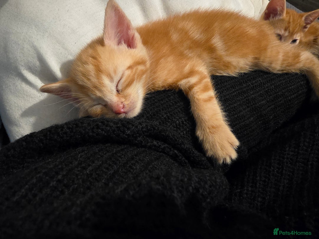 Mixed Breed cats for sale: 9 beautiful kittens - Advert 10