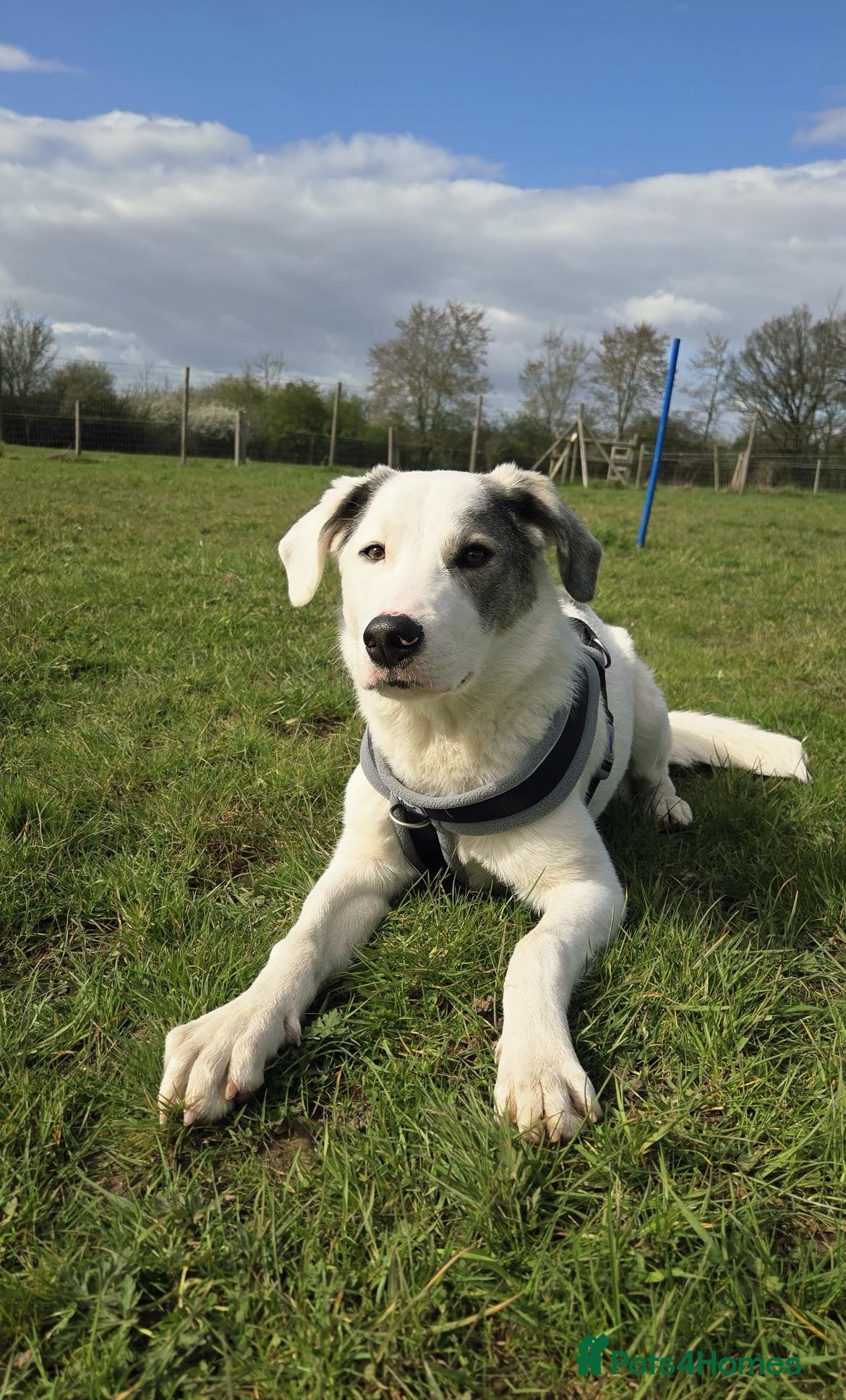 Mixed Breed dogs Trimi needs a home - Advert 2