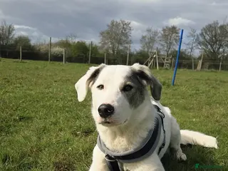 Mixed Breed dogs Trimi needs a home - Advert 2