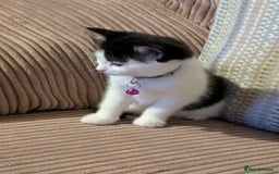 Domestic Shorthair cats for sale: Domestic Shorthair Female Kitten Available Now in Salisbury - Image 1