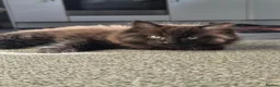 Mixed Breed cats for sale: Black long hair male kitten in Wrexham - Advert 3