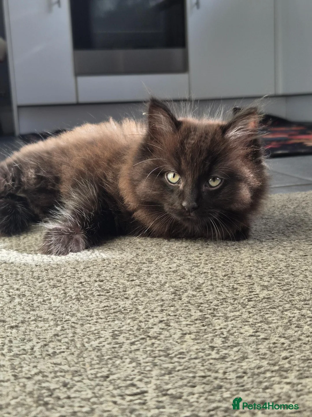 Mixed Breed cats for sale: Black long hair male kitten in Wrexham - Advert 3