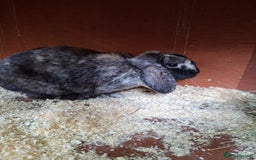 English Lop rabbits for sale:  lop bunnies for sale.  in Loughborough - Image 8