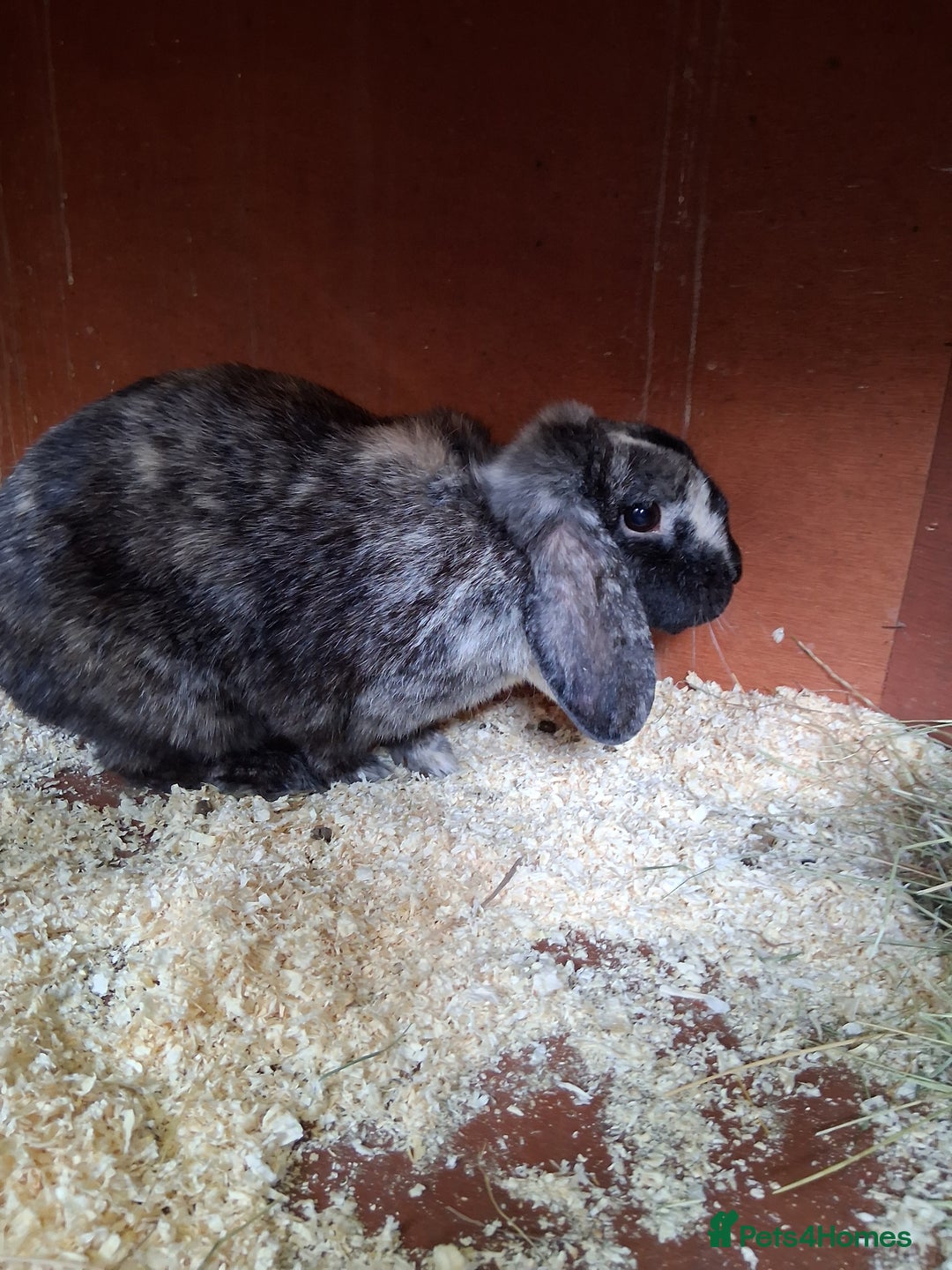 English Lop rabbits for sale:  lop bunnies for sale.  in Loughborough - Image 8