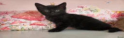 Maine Coon cats for sale: Maine Coon X  - Advert 4