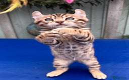 Keetso cats for sale: Rare curled eared rosetted keetso male  - Advert 13